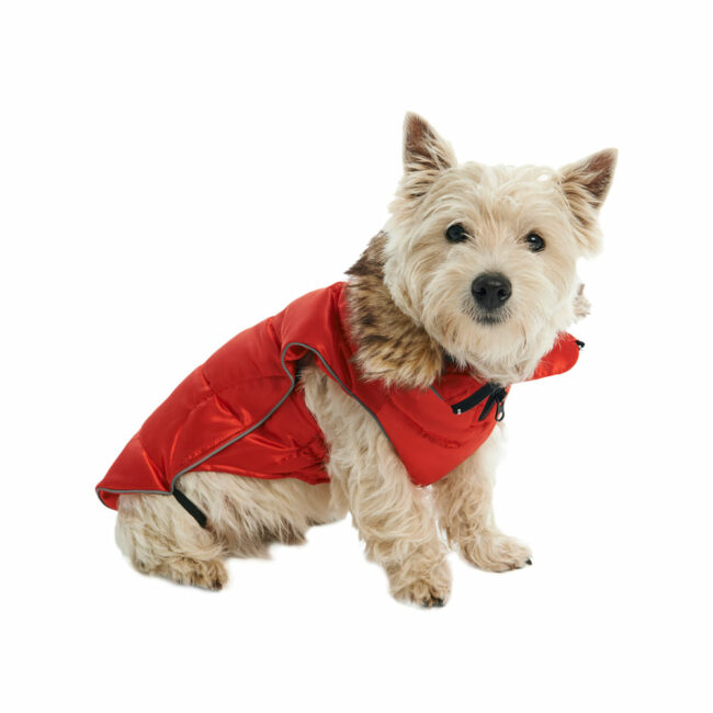 BUSTER Active Winter Dog Coat High Risk Red Small/Medium 2